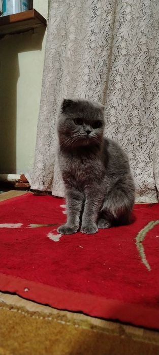 Продаётся кошки шотландская вислоуха и шотландская