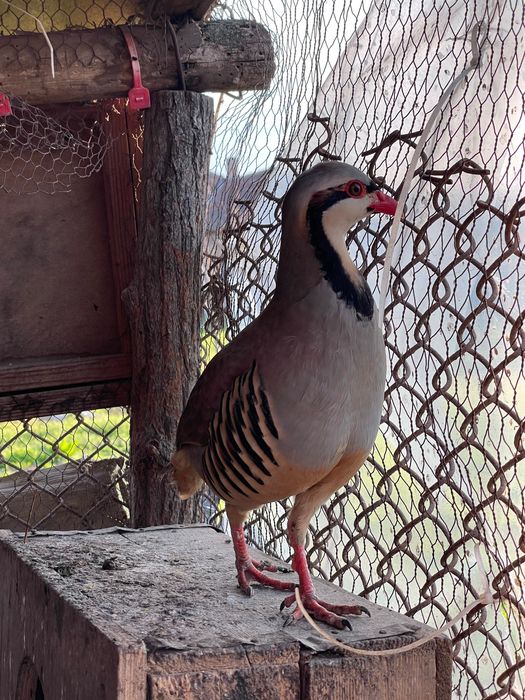 Свободен мъжки кеклик
