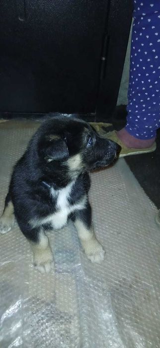 Отдам бесплатно щенят авчарки