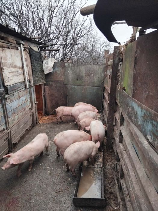 Бели малки прасенца