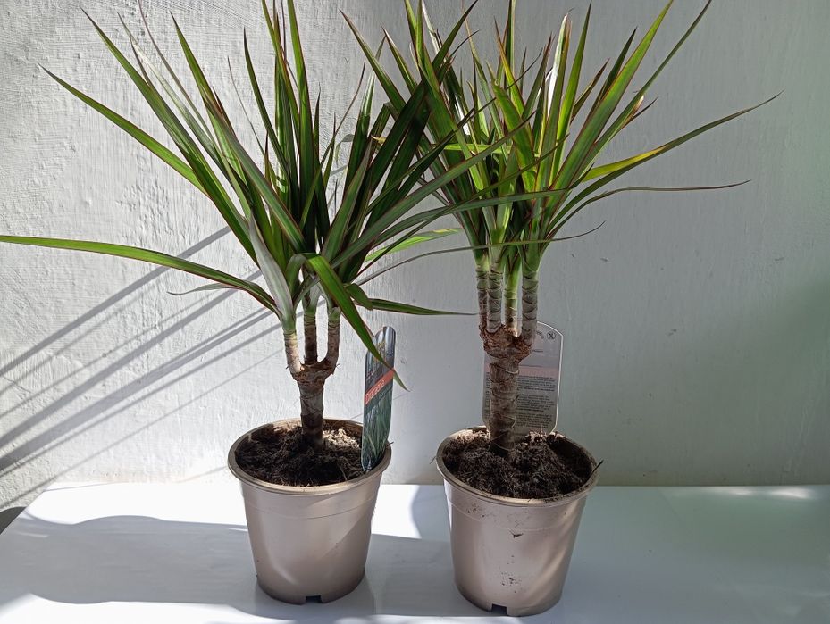 Различные комнатные цветы