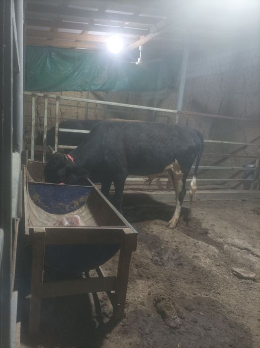 Buqachala sotiladi  soni 3 ta