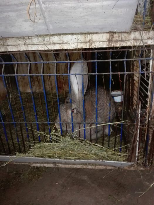 Vand iepuri urias german.