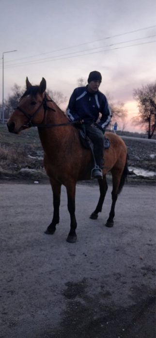 Айғыр Көкпарға