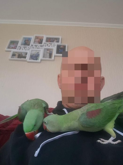 Papagali Marele Alexandru