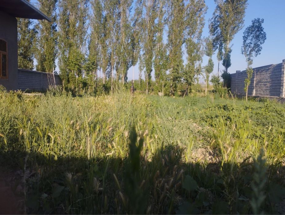 Уй сотилади Тошкент вилояти