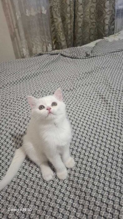 Oq  Mushukcha qiz Judayam aqilli