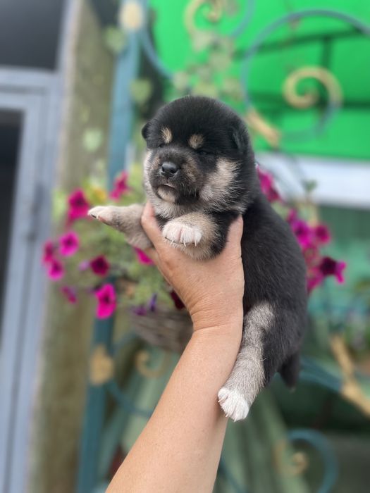 Замечательные щенки японской сибы