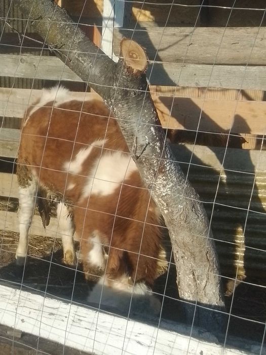 Vițel balțat românesc