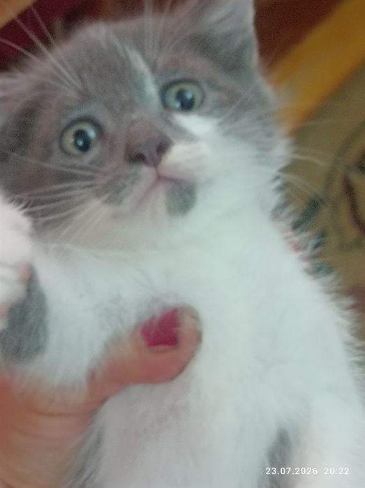 Отдам котят даром