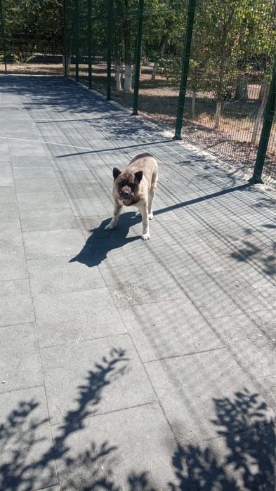 Продам собак срочно!