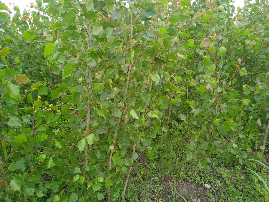 Терак кучати сотилади колифорния нави