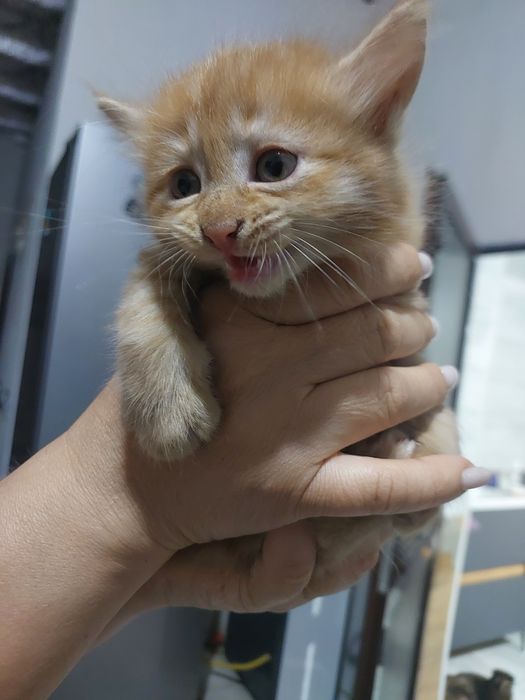 Продаются котята