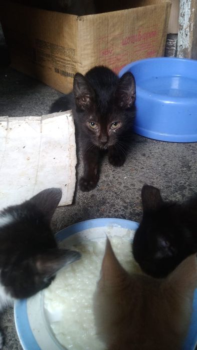Котята хорошие, бесплатно.