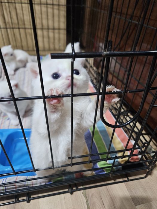 Продаются породистые котята