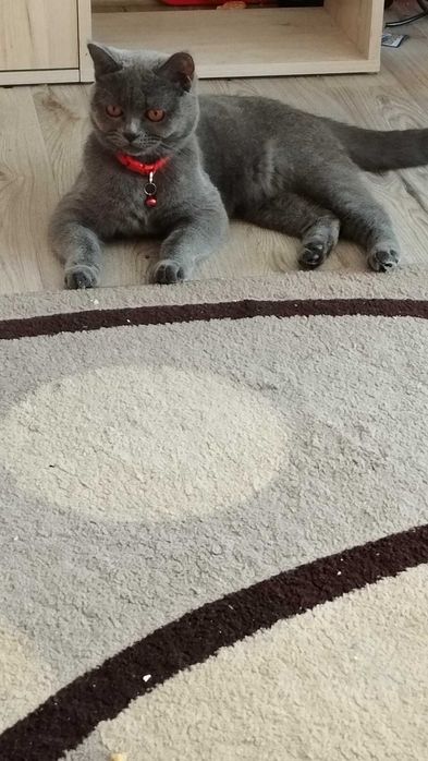 Британски котета