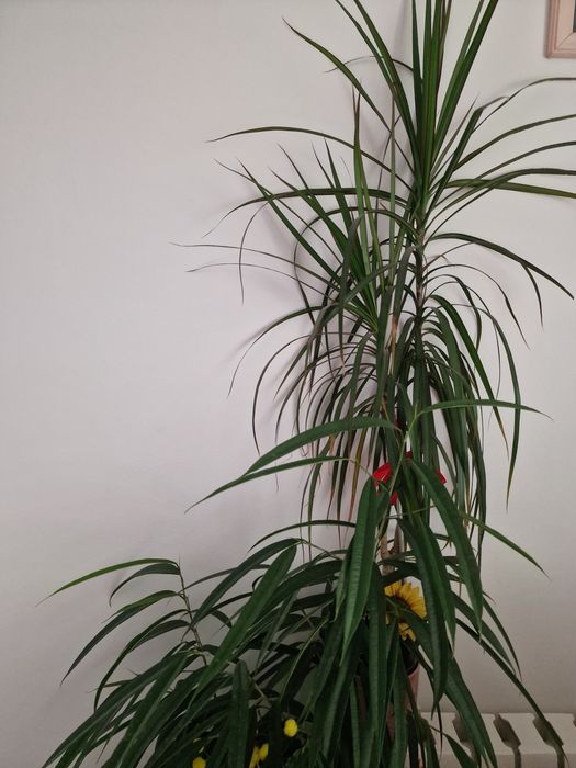 Vand ficus 63 ron