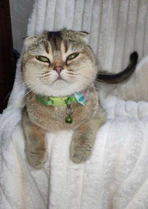 Продается молодая кошечка золотая шиншилла фолд.