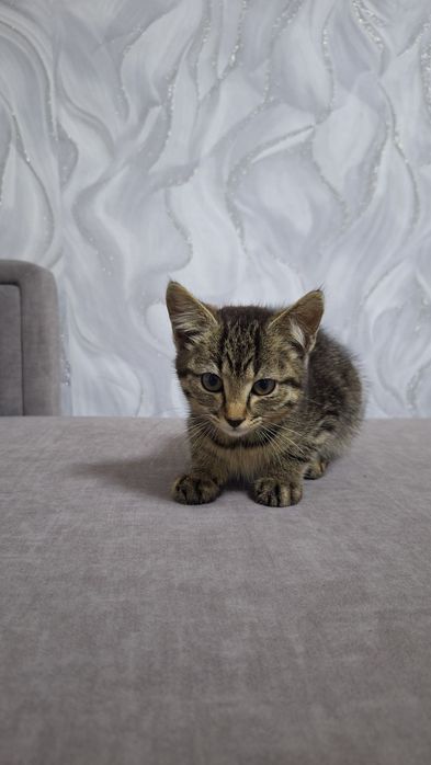 Отдам котёнка!!!