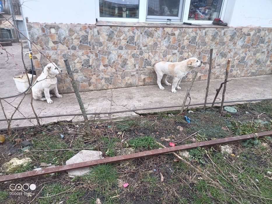 САО Алабайчета, чистокръвни