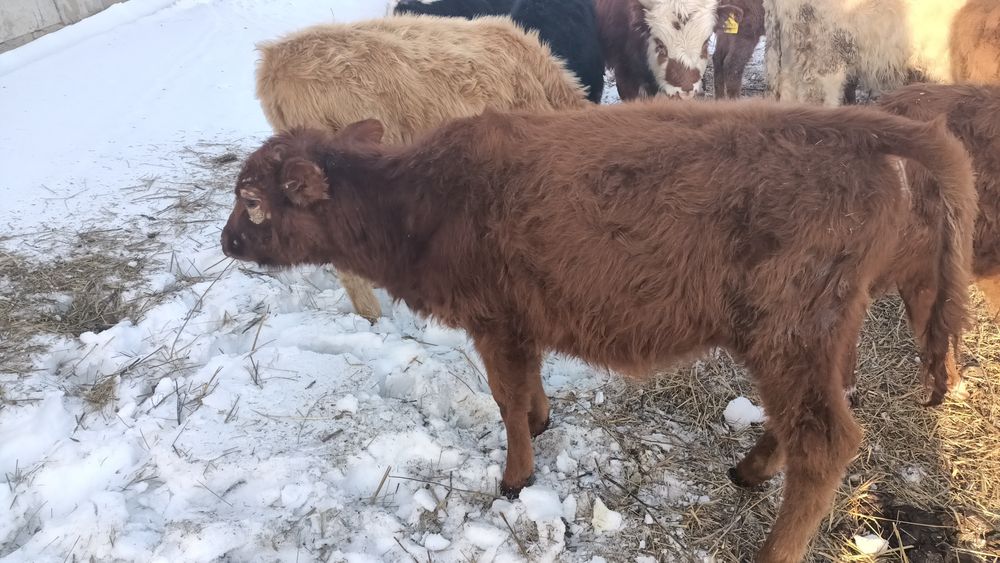 Баспак сатамын ұрғашы