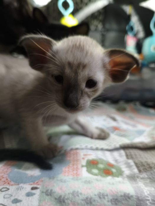 Ориентальные котята