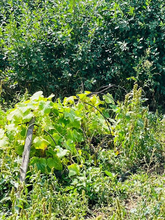 Продам дачу на Темерязева г Степногорск