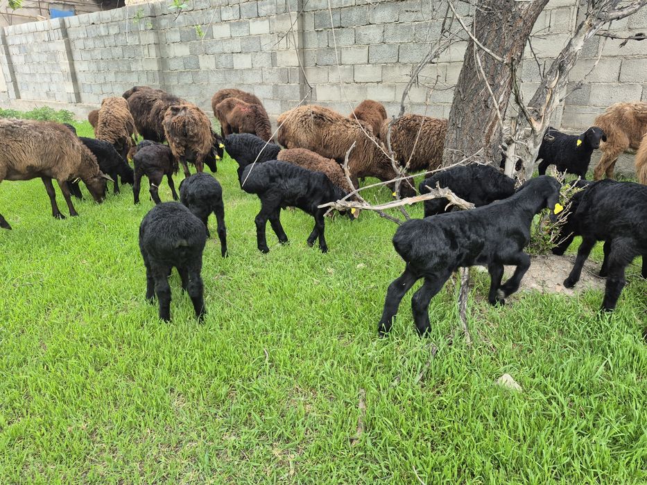 Козылы койлар қозылы қойлар қой