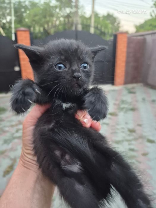 Отдам котят в добрые руки