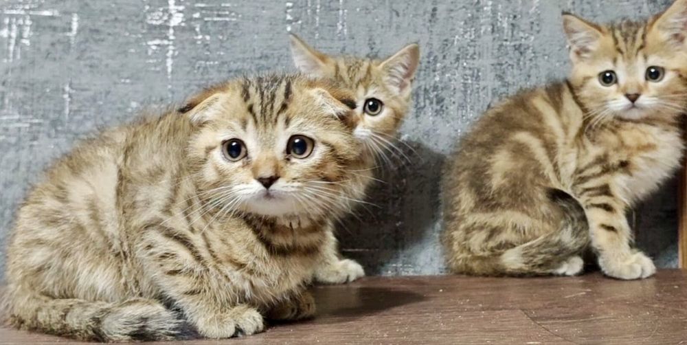 шотландские малыши