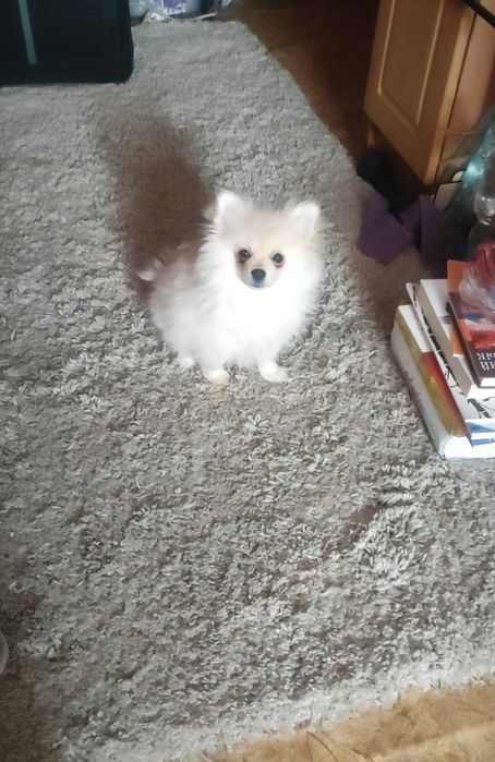 Померанский шпиц срочно