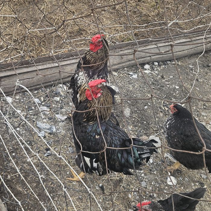 Продам петухов либо обмен на кур