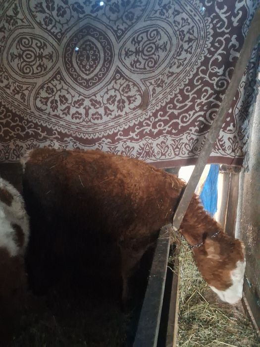 Vand 3 vitele pentru reproducție