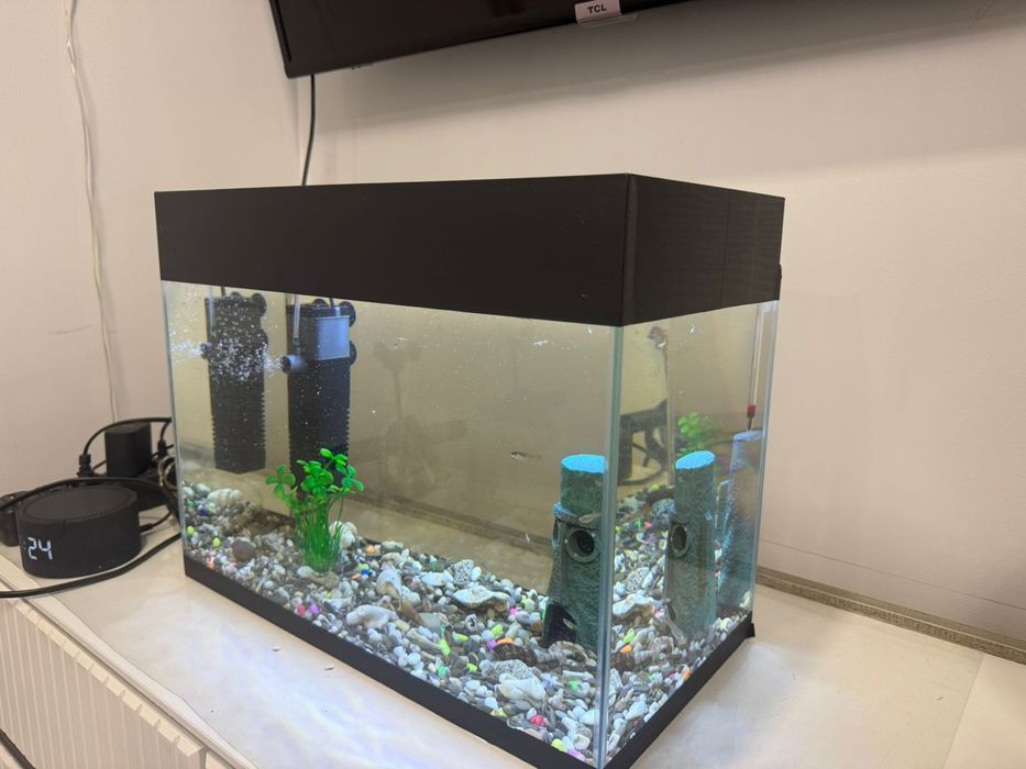 Аквариум и всё что в нём