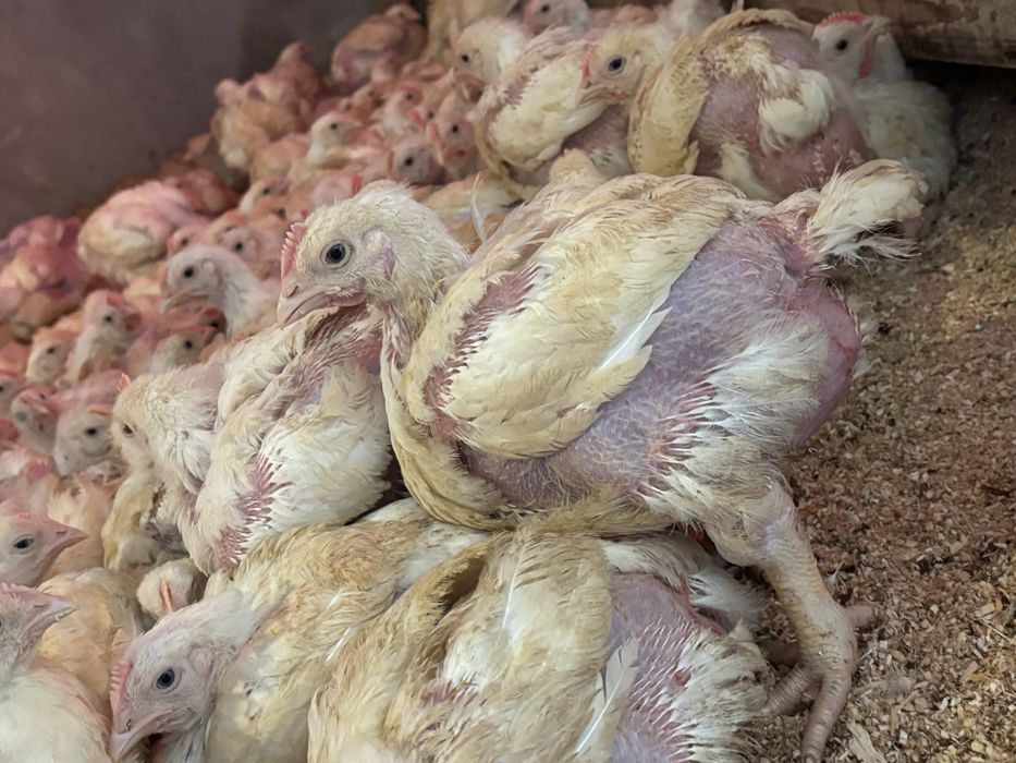 pui de carne ,rasa mixta