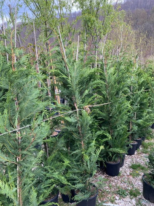 Amenajează-ți Grădina cu Plante Ornamentale