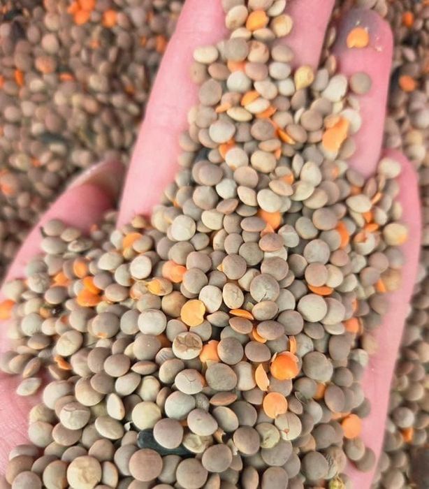 Ячмень.Платный чат! Все корма.