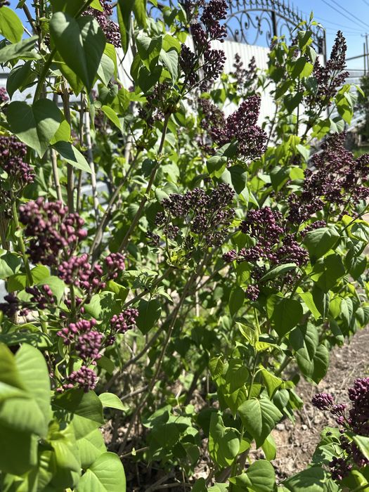 Продам цветы Сирени