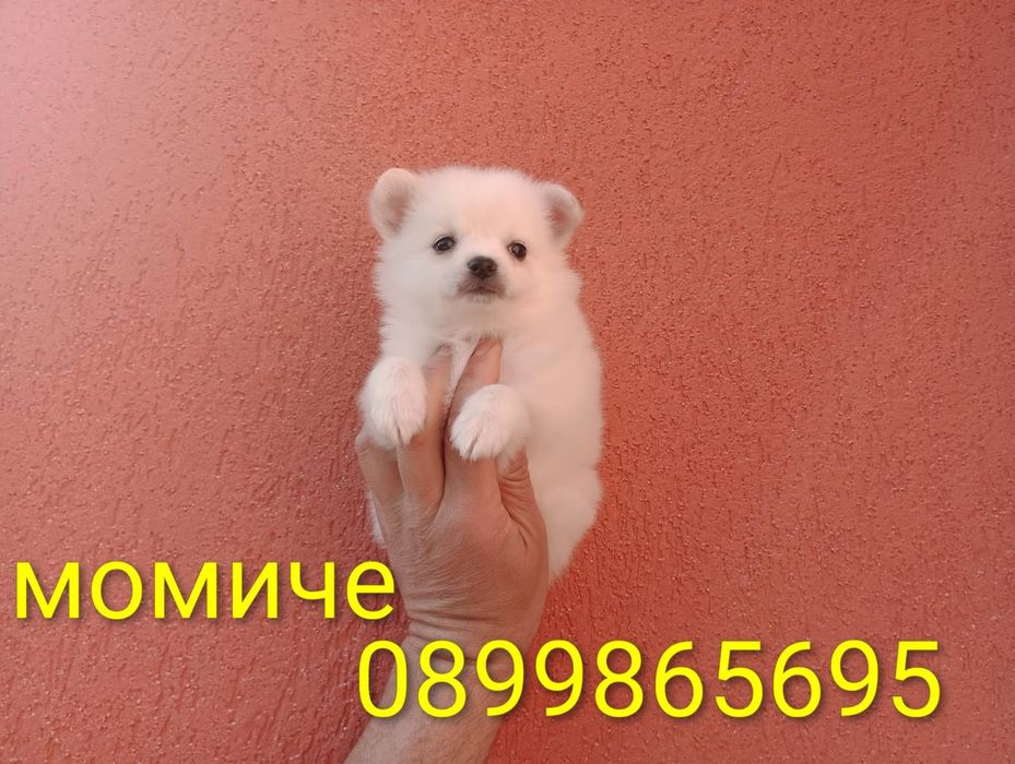 Мини Шпиц - Померан.
Мъжки и женски кученца.