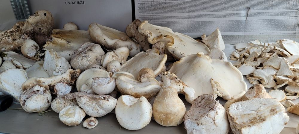 Văcălie de mesteacăn proaspătă – Iasca mesteacănului – Piptoporus betulinus