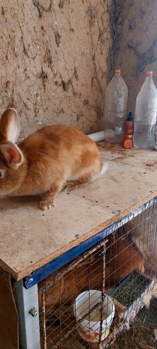 Кролик бургун самка