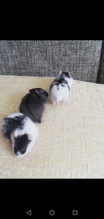 Джунгарские хомяки