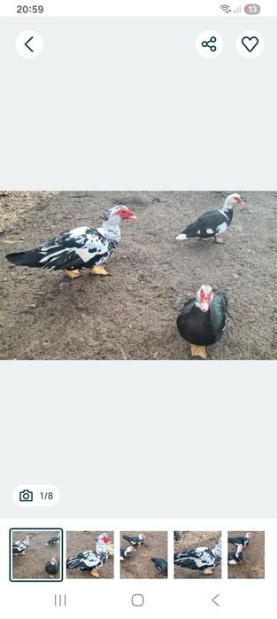 Rate lesesti si gascani