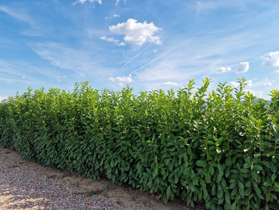Prunus Laurocerasus