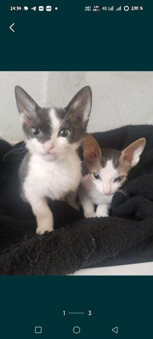 Срочно отдам котёнка