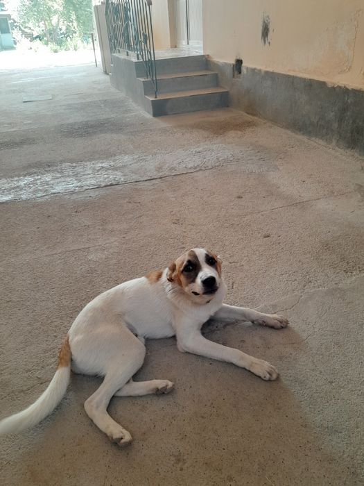 Отдам в ответственные руки