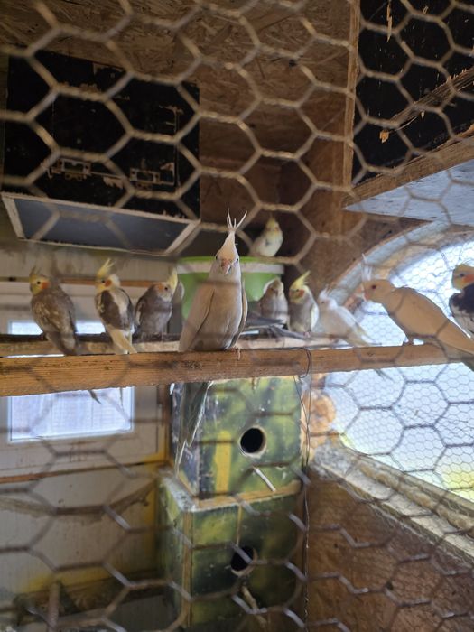 De Vânzare  Papagali