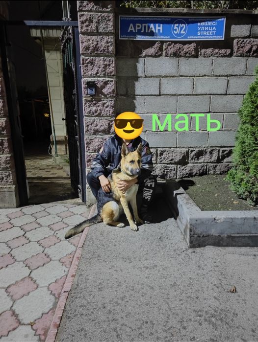 Щенки немецкой овчарки