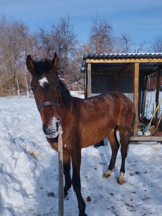 Продам жеребенка