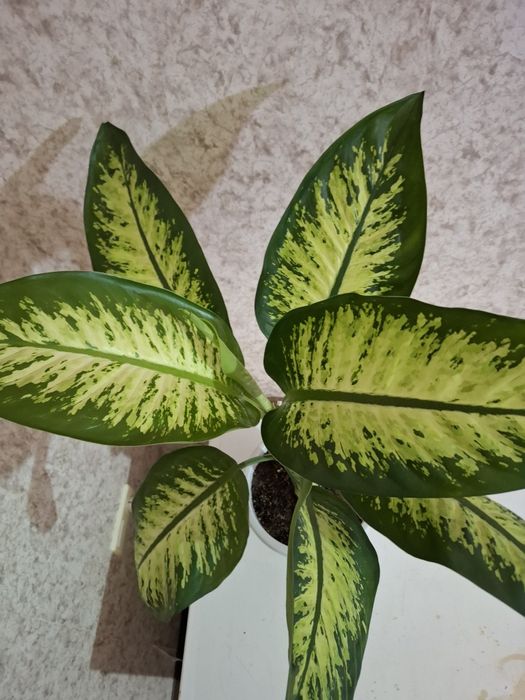 Продам Дифенбахию!